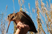 Becada ( Scolopux rusticola )