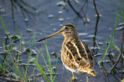 Becadell comú (Gallinago gallinago)