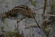 Becadell comú (Gallinago gallinago)