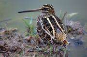 Becadell comú(Gallinago gallinago)