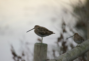 Becadell Comú (Gallinago gallinago)