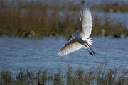 Becplaner (Platalea leucorodia)