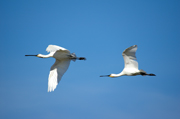 Vuelo en Formación