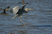 Caminando sobre las aguas.....