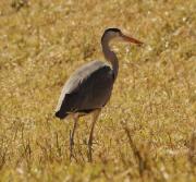 Bernat pescaire (Ardea cinerea)