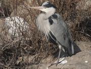 Bernat pescaire (Ardea cinerea)