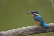 Blauet 1 de 2(Alcedo atthis)