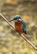 Blauet (Alcedo atthis)