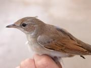 Tallarol gros, curruca mosquitera (Sylvia borin)