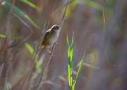 Boscarla menjamosquits(Acrocephalus palustris) ??