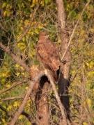 Aligot comú, Busardo ratonero (Buteo buteo)