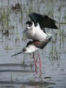 Còpula cames llargues III (Himantopus himantopus)