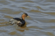 Cabusset (Tachybaptus ruficollis)