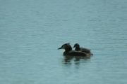 Cabussó emplomallat amb cría (Podiceps cristatus)