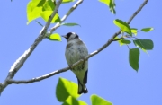 Cadernera (Carduelis carduelis)