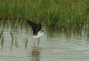 Cames llargues (Himantopus himantopus)