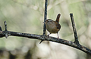 CARGOLET-CHOCHIN