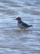 Corriol camanegre, chorlitejo patinegro, gravelot à collier interompu, Kentish Plover (Charadrius alexandrinus)