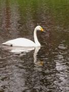 Cigne cantaire, cisne cantor (Cygnus cygnus)