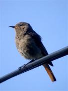 Cotxa fumada, colirrojo tizón (Phoenicurus ochruros)