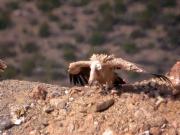 Voltor comú (Gyps fulvus)