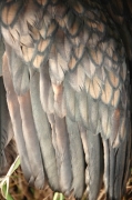 Corb marí gros (Phalacrocorax carbo)