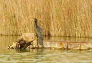 Corb marí gros (Phalacrocorax carbo)