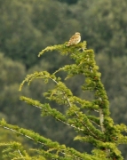 Cotoliu (Lullula arborea)