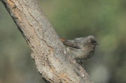 Cotxa fumada (Phoenicurus ochruros)