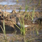 Territ menut, correlimos menudo (Calidris minuta)