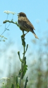 Cruixidell (Miliaria calandra)