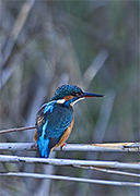 Blauet (Alcedo atthis)