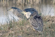 Martinet de Nit (Nycticorax nycticorax)