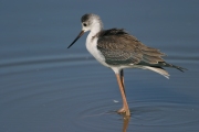 Cames Llargues (Himantopus himantopus)