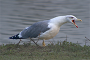 Gaviá argentat (Larus cachinnas)