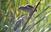 Martinet menut (Ixobrychus minutus)