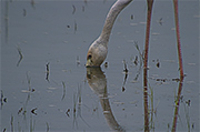 Flamenc (Phoenicopterus ruber)