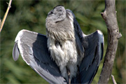 Bernat pescaire (Ardea cinerea)