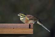 Gratapalles ( Emberiza cirlus )