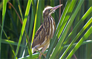 Martinet menut (Ixobrychus minutus