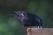 Estornell vulgar (Sturnus vulgaris)