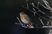 Pit- Roig ( Erithacus rubecula )