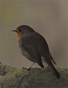 Pit-roig (Erithacus rubecula)