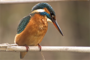 Blauet (Alcedo atthis)