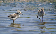 Cames llargues (Himantopus himantopus)