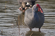 Polla blava (Porphyrio porphyrio)