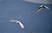 Becplaner (Platalea leucorodia)