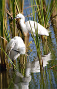 Martinet blanc ( Egretta garzetta)