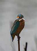 Blauet (Alcedo atthis)