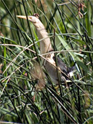 Martinet menut (Ixobrychus minutus)